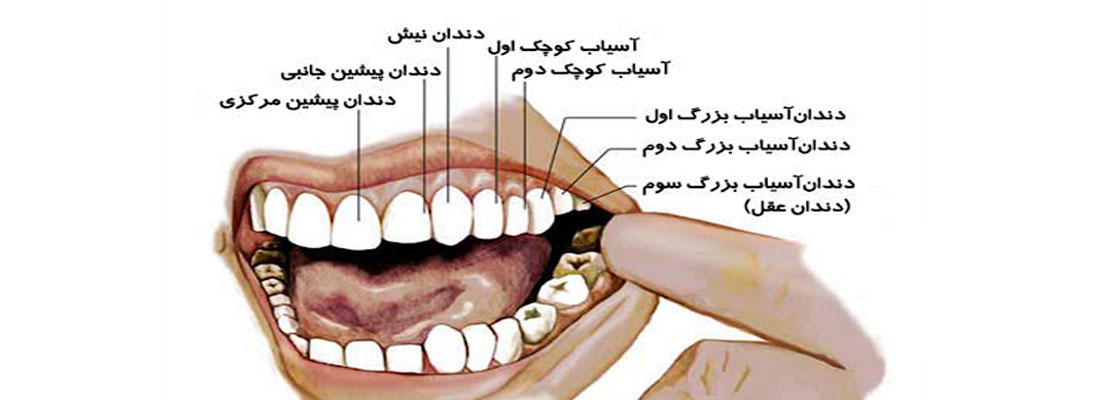 اهمیت نامگذاری دندان ها