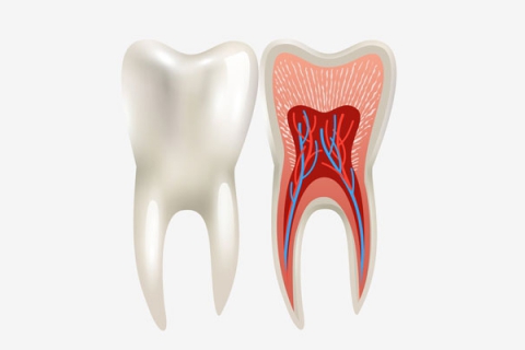 نحوه تشخیص چند کاناله بودن دندان